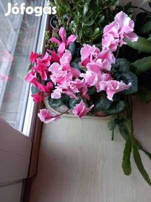 Évelő most virágzó nagy virágú ciklámen