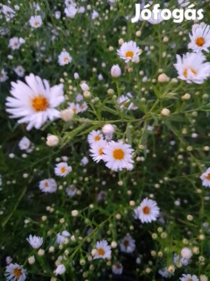 Évelő őszirózsa. (aster)