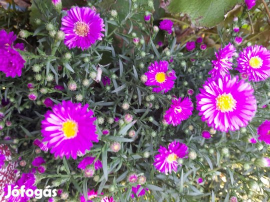 Évelő őszirózsa. (aster).