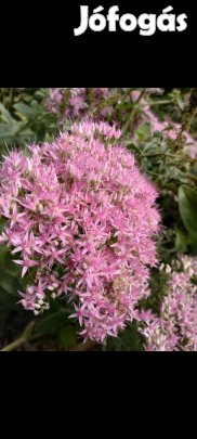 Évelő pompás varjúháj 3 hajtásos földlabdás