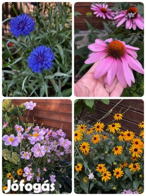 Évelő virágmag csomag