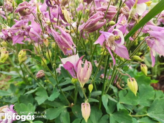 Évelő virágok eladók!