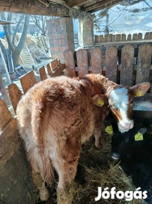 Éves és növendék limuzin üsző és tehén
