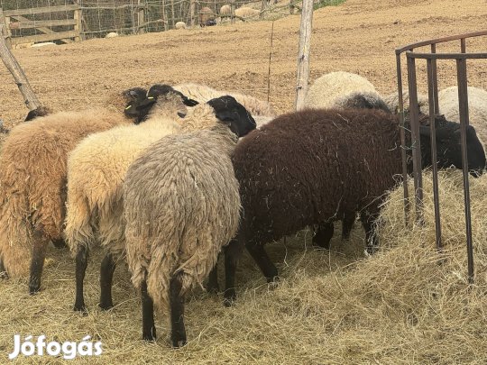 Éves kosok eladóak