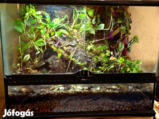 Exoterra berendezett terrárium