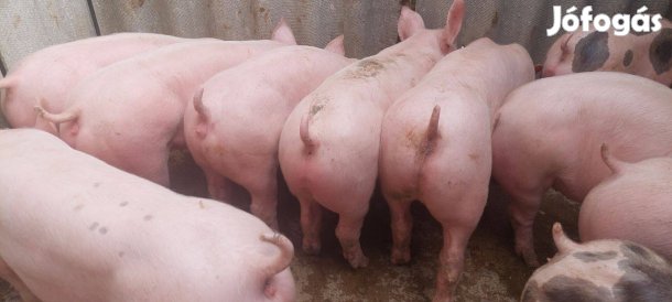 Extra Minőségű Malacok Sűldők