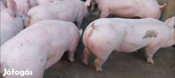 Extra Sonkás Malacok Sűldők