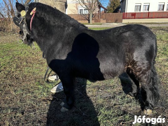 Extra csődör póni