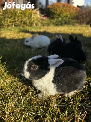 Extra cuki törpe rex nyúl, nyuszi eladó