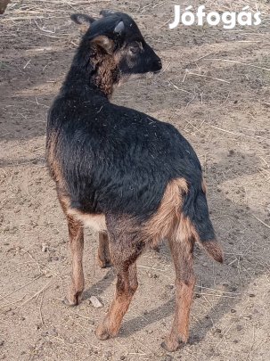 Extra kameruni kos bárány költözne