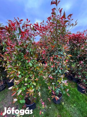 Extra méretű Korallberkenye Red Robin