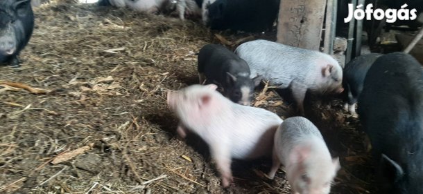 Extra mini vietnámi minnesotai keverék malacok keresik új otthonukat