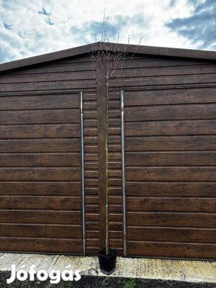 Extra nagy japánfűz 200cm