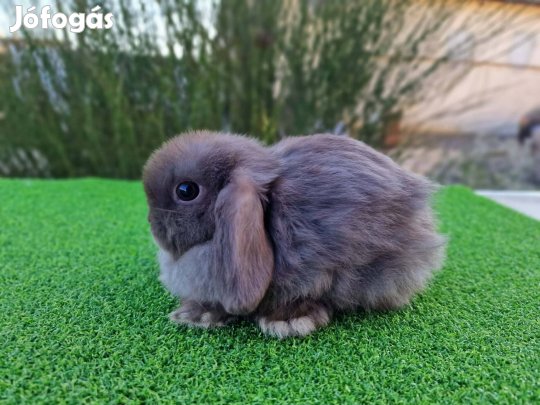 Extra pici mini kosorrú nyuszik