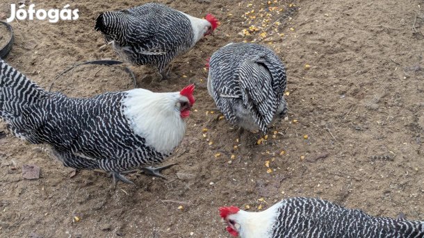 Ezüst Brakel tojás