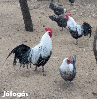 Ezüst Brakel tojás eladó!