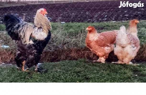 Ezüst Fogoly Brahma Kakas