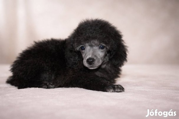 Ezüst Toy Uszkár kislány