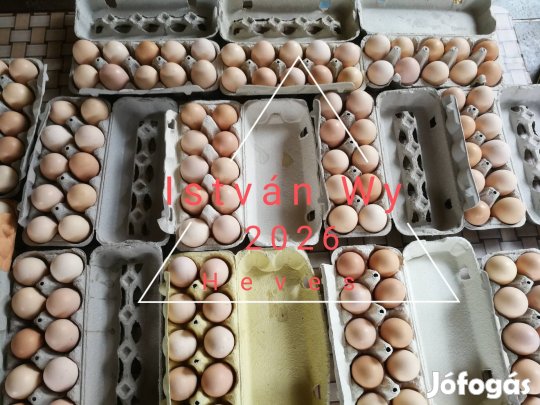 Ezüst Wyandotten Tenyész tojás 