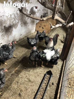 Ezüst Wyandotten csapat eladó!