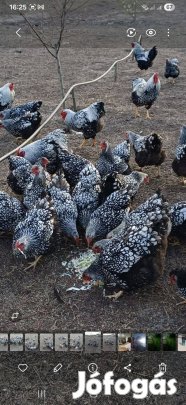 Ezüst Wyandotten tojás