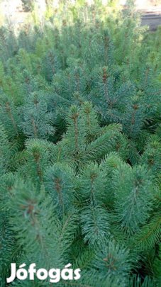 Ezüst fenyő kont.csemete eladó
