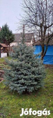 Ezüst fenyőfa eladó! 