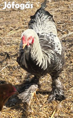 Ezüst fogoly és BSO brahma kaksok
