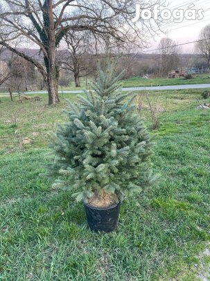 Ezüst földlabdás fenyő fenyőfa