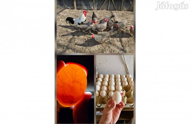 Ezüst itáliai , itáliai baromfi tojás , tojások , tyúktojás