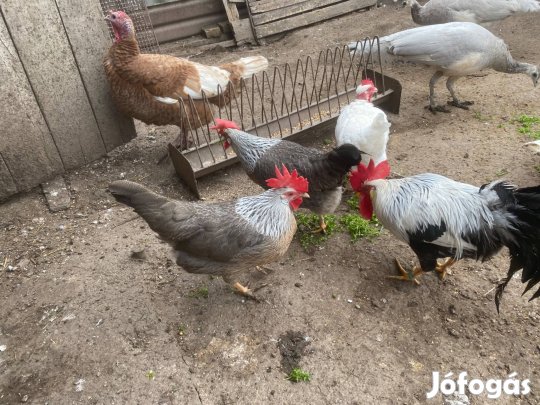 Ezüst itáliai tojás