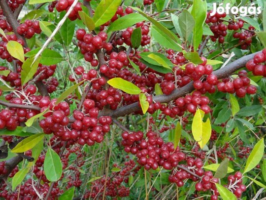 Ezüst lekvárfa, gourmi, koreai cseresznye (Eleaegnus multiflora)