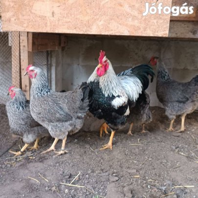 Ezüst plymouth tenyésztojás eladó