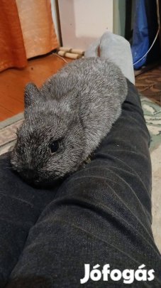 Ezüst színes törpe nyúl