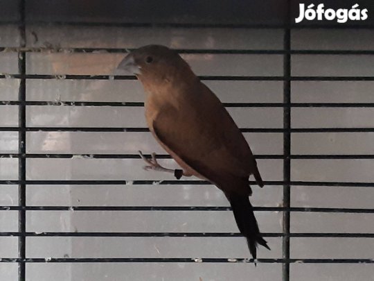 Ezüstcsőrű pinty hím fót, Újpest