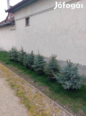 Ezüstfenyő, földlabdás fenyő