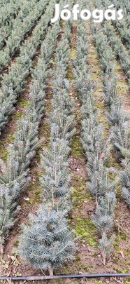 Ezüstfenyő csemete eladó