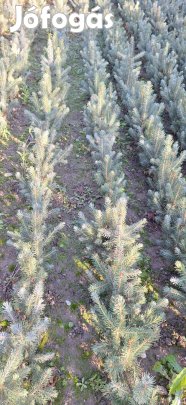 Ezüstfenyő csemete eladó