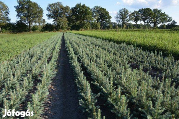 Ezüstfenyő csemete lucfenyő csemete luc fenyő csemete fenyőcsemete