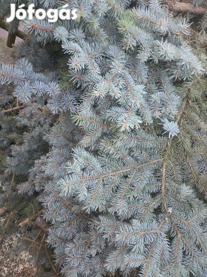 Ezüstfenyő koszorúnak ingyen elvihető