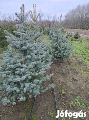 Ezüstfenyő töves földről választható