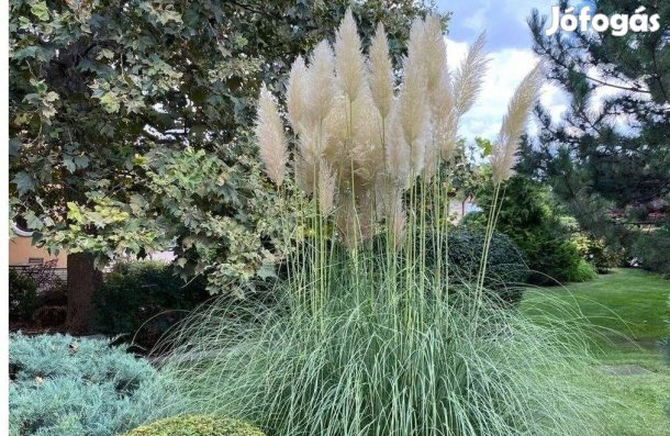 Ezüstös pampafű díszfű eladó