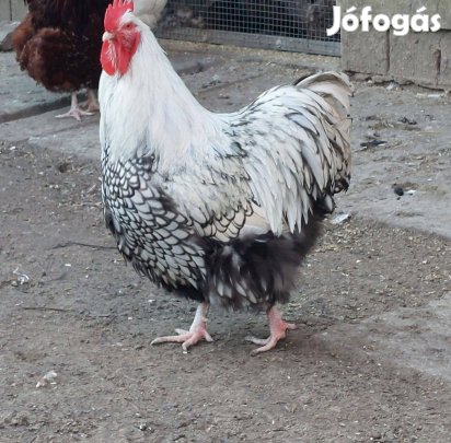 Ezüstpikkelyes Orpington kakas