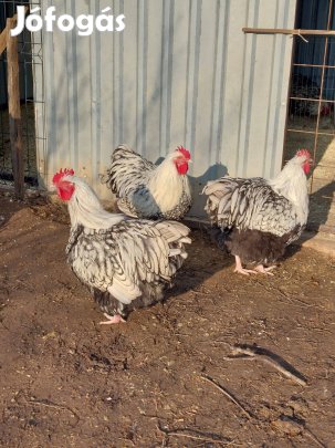 Ezüstpikkelyes Orpington kakasok