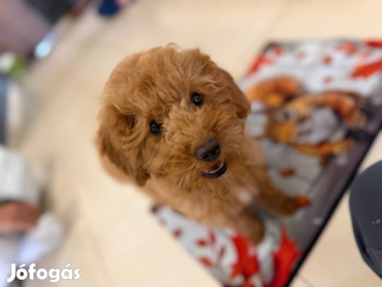 FCI törzskönyves törpe uszkár