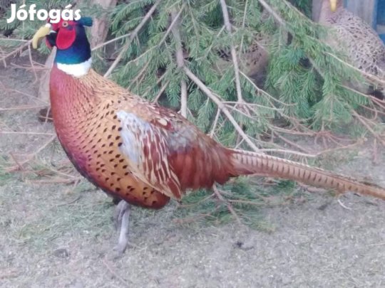 Fácán, vadászfácán tojás