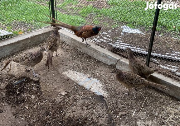 Fácán eladó!