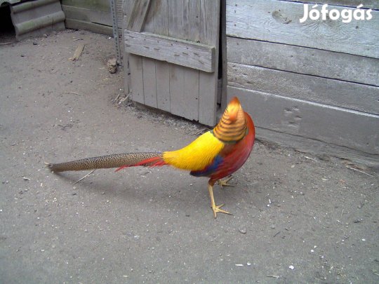 Fácán eladó: aranyfácán és gyémántfácán