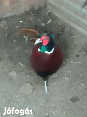 Fácán kakas és tyúk eladó