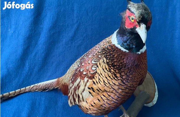Fácán preparált